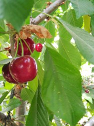 cherries on trees close up